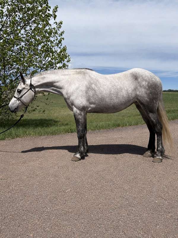 eventing-arabian-friesian-horse