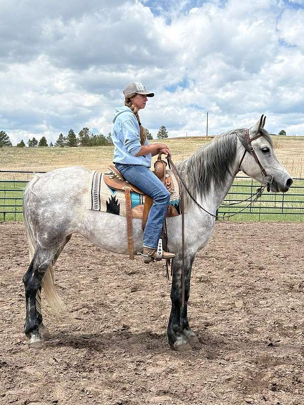 experienced-arabian-friesian-horse