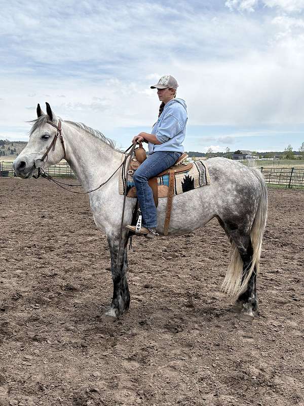 gymkhana-arabian-friesian-horse