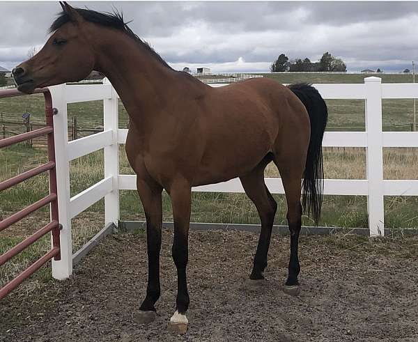 bay-arabian-mare