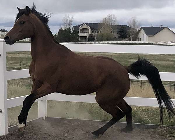 pogrom-arabian-horse