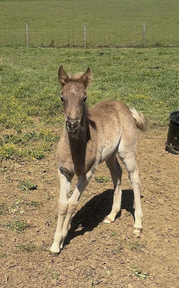 breeding-kentucky-mountain-horse