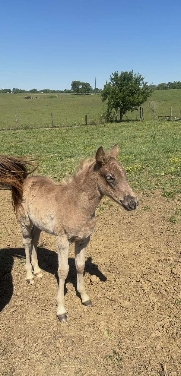 dappled-kentucky-mountain-horse