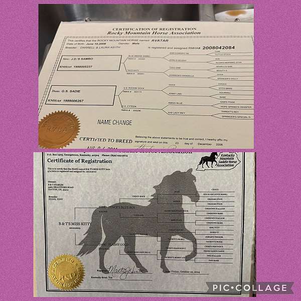 bloodlines-kentucky-mountain-horse
