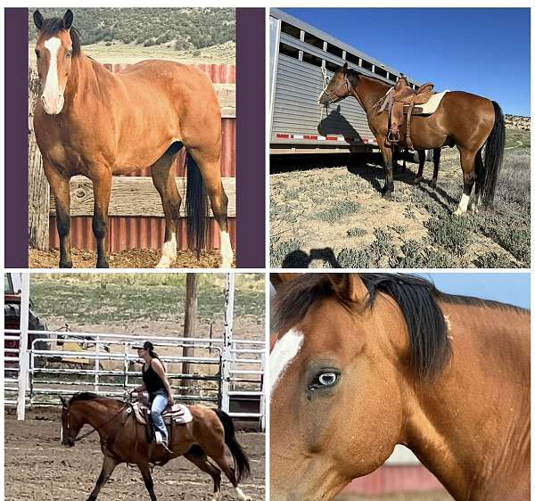 all-around-draft-horse