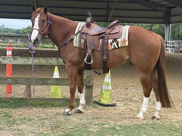 sorrel-gelding-yearling-for-sale