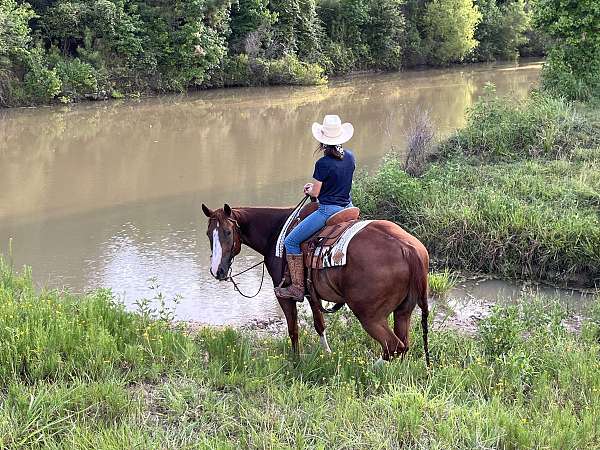 sorrel-gelding-yearling