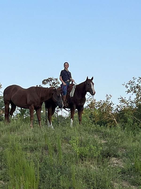 quarter-horse-gelding