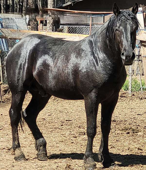 percheron-stallion