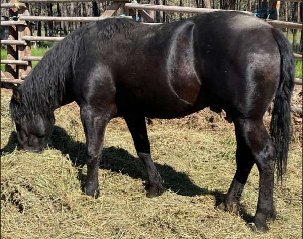 percheron-horse-for-sale