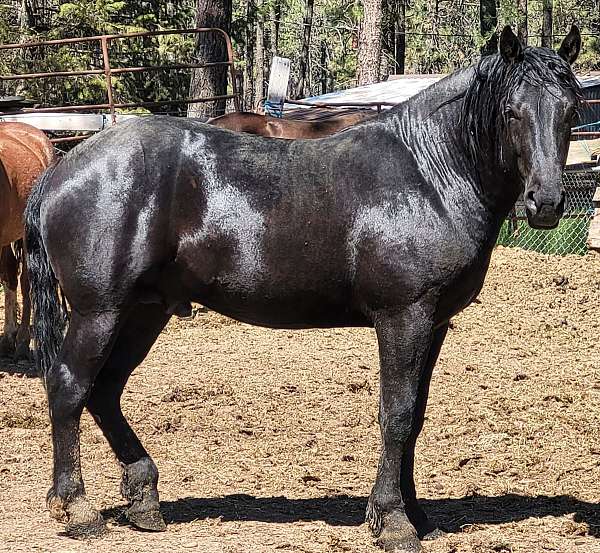 percheron-horse