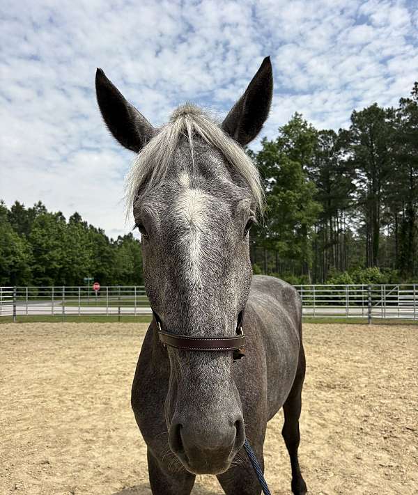 17-hand-percheron-gelding