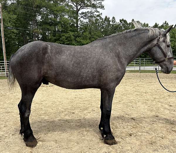 grey-percheron-gelding