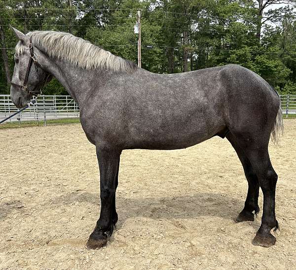 grey-gelding-for-sale