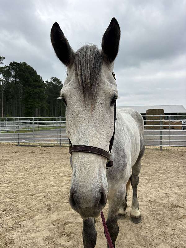 18-hand-percheron-gelding