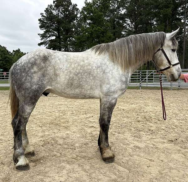 grey-percheron-gelding