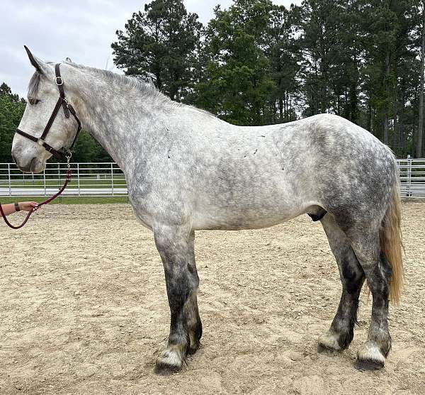 grey-gelding-for-sale