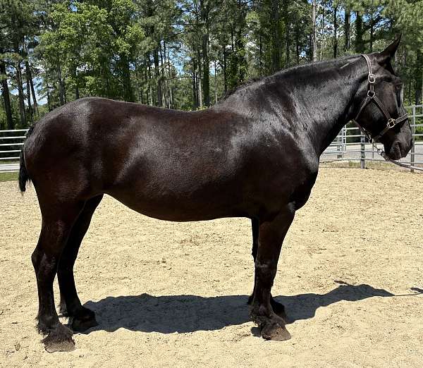 black-mare-for-sale