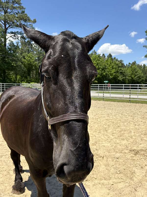 15-hand-percheron-mare