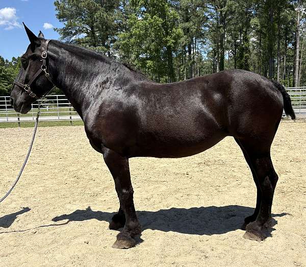 black-percheron-mare