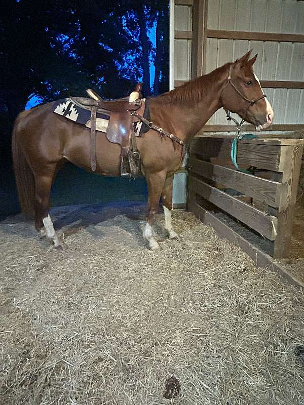 halter-lesson-mare