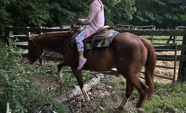 halter-lesson-horse
