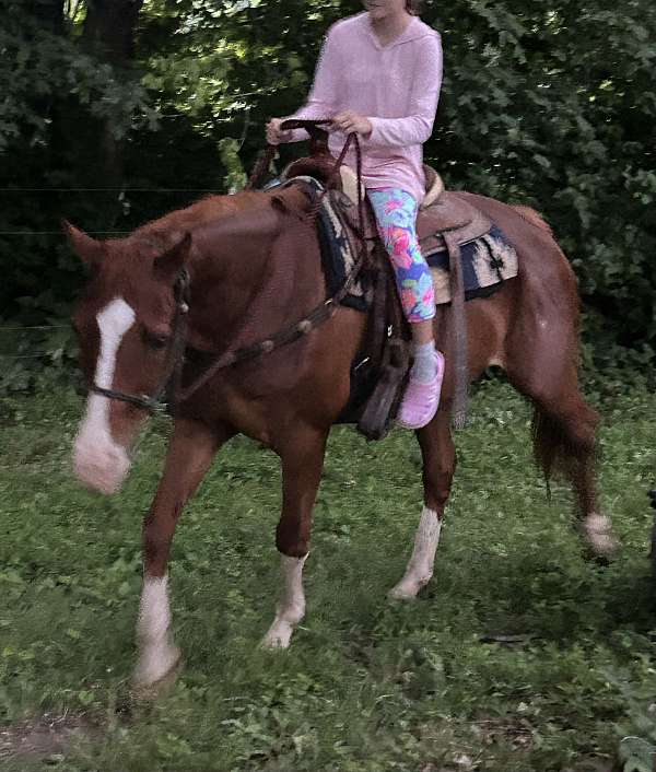 halter-lesson