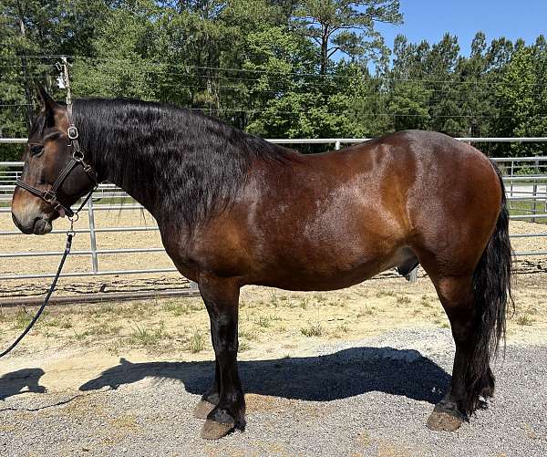 bay-draft-gelding