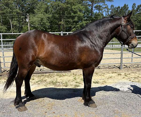 bay-gelding-for-sale