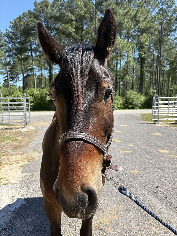 15-hand-draft-gelding