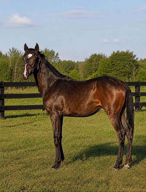 thoroughbred-colt