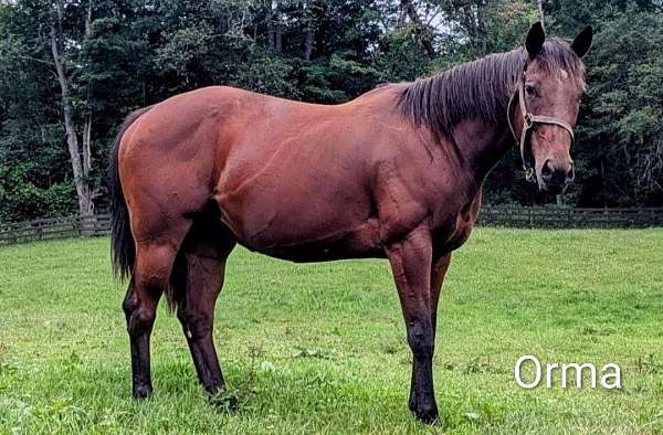 big-correct-winning-mare-thoroughbred-horse