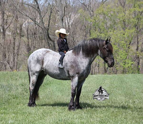 none-horse
