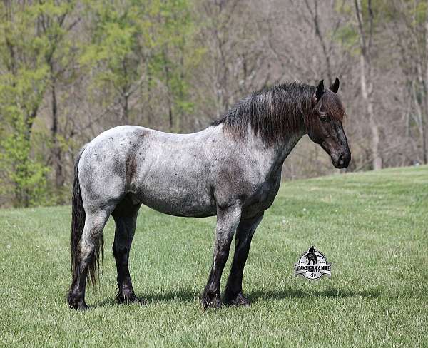 blue-roan-none-horse