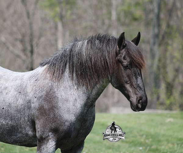 athletic-quarter-horse