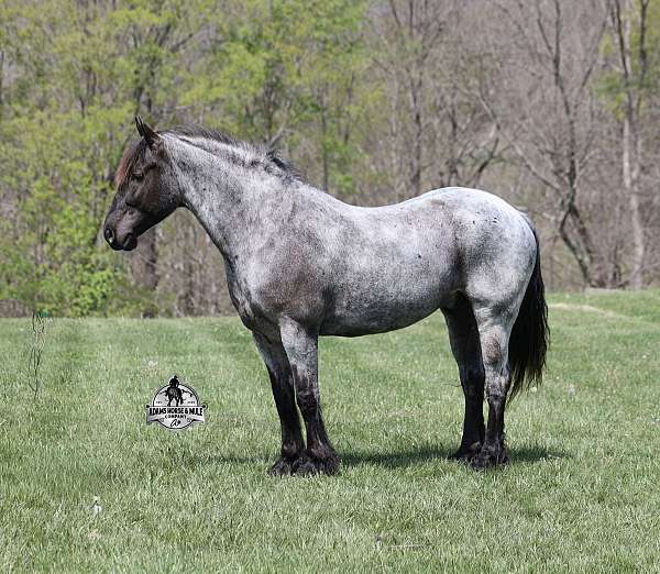 beginner-quarter-horse