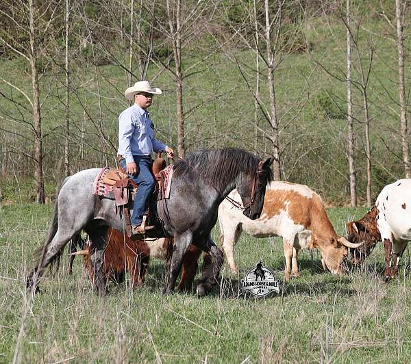 flashy-quarter-horse