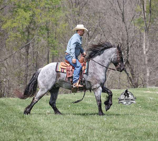 ranch-quarter-horse