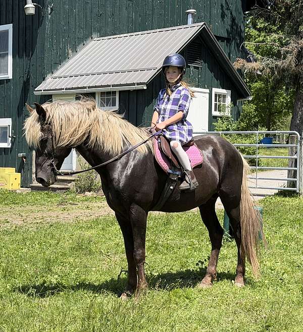 and-easy-to-handle-rocky-mountain-horse