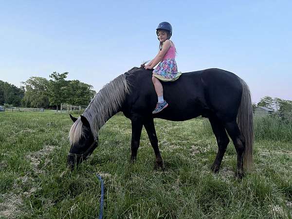 blonde-rocky-mountain-horse