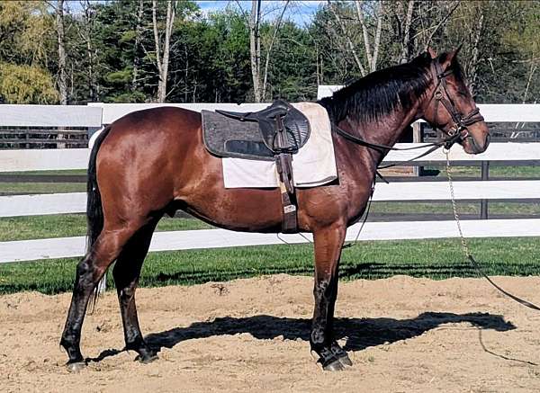 thoroughbred-filly