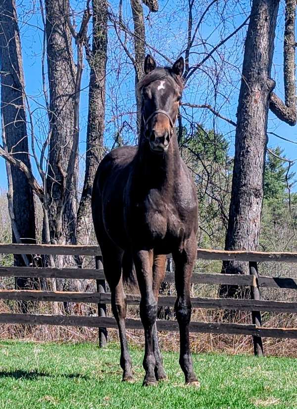 athletic-thoroughbred-horse