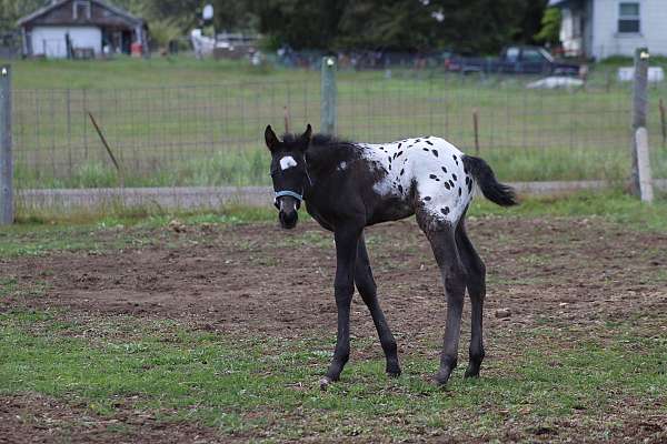 impressive-appaloosa-horse