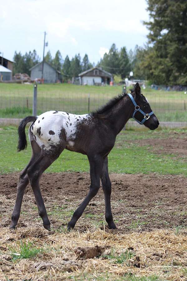 joker-b-appaloosa-horse