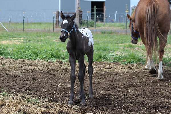 markings-appaloosa-horse
