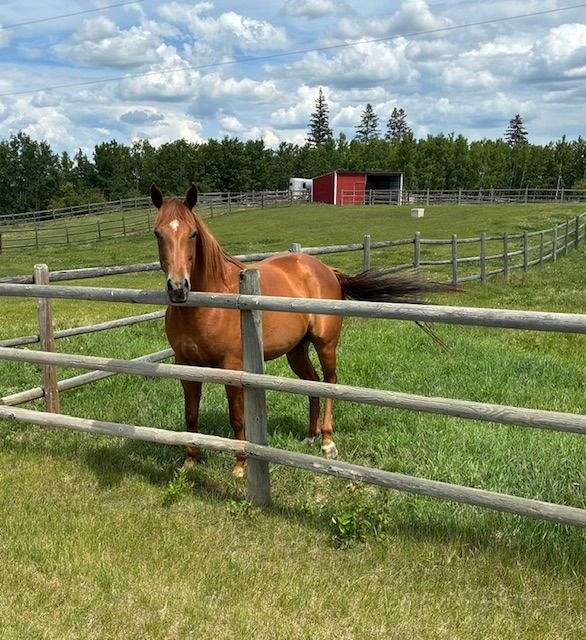 athletic-quarter-horse