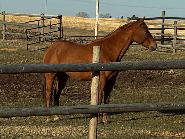 sorrel-quarter-horse-mare