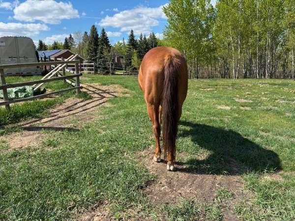 sorrel-athletic-horse