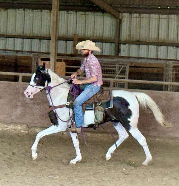 black-half-arabian-filly-yearling