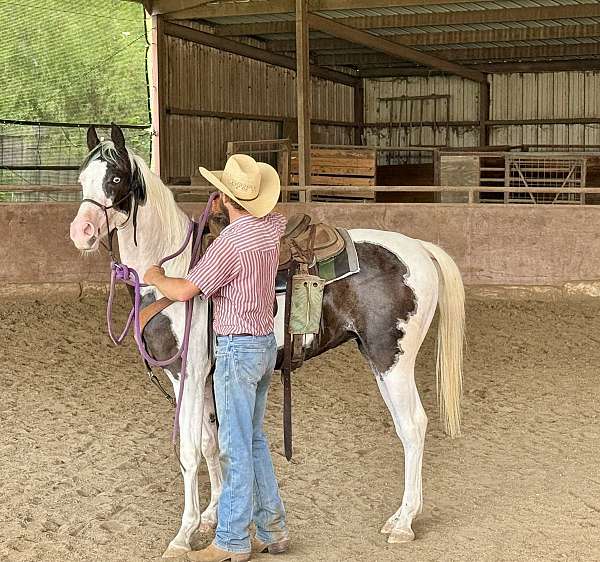 pinto-half-arabian-filly-yearling